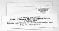 Phomopsis malvacearum image